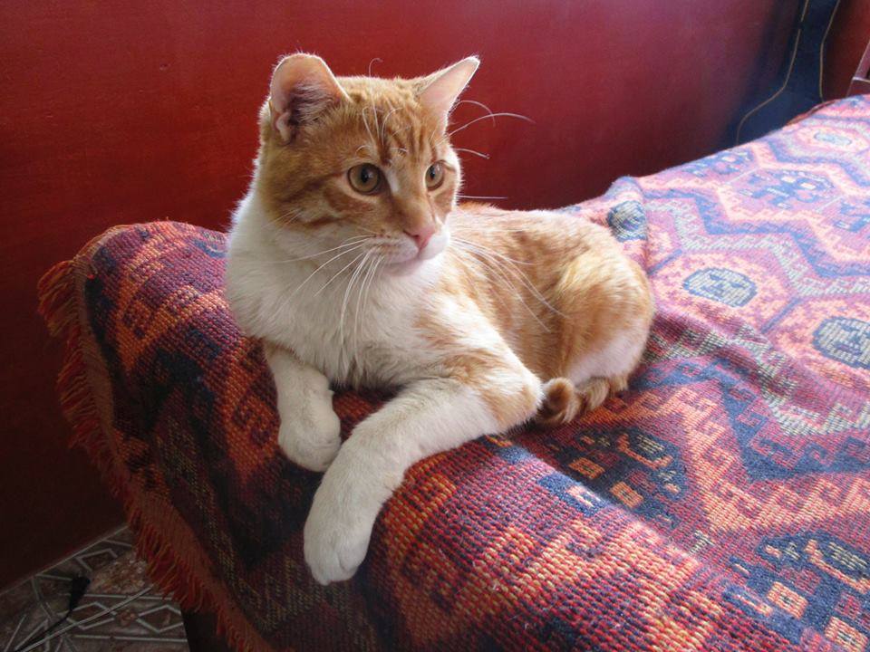 PATITASFELICES's tweet photo. LEO EN ADOPCION, macho de 01 AÑO, ESTERILIZADO y desparasitado https://t.co/hfjQyTnYUF