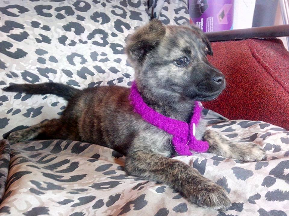 PATITASFELICES's tweet photo. MANDY EN ADOPCION, hembra de 02 MESES, ESTERILIZADA (no tendrá celo ni cachorros) será de TAMAÑO MEDIANO https://t.co/GOTe5Edkn3