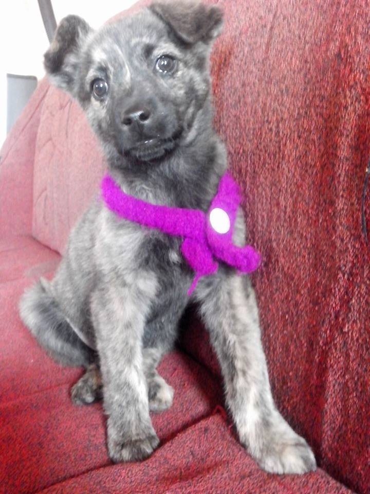 PATITASFELICES's tweet photo. MANDY EN ADOPCION, hembra de 02 MESES, ESTERILIZADA (no tendrá celo ni cachorros) será de TAMAÑO MEDIANO https://t.co/GOTe5Edkn3