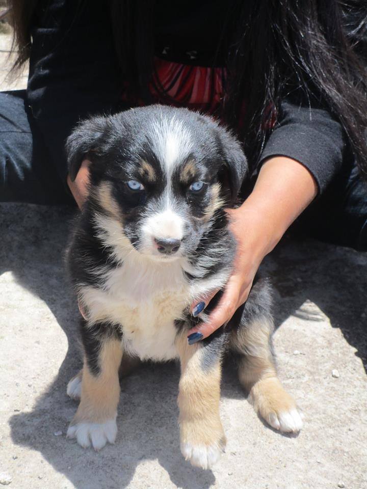 PATITASFELICES's tweet photo. GIA EN ADOPCION, hembra de 02 MESES, ESTERILIZADA (no tendrá celo ni cachorros) será de TAMAÑO MEDIANO - GRANDE https://t.co/4XjxXz3PvG