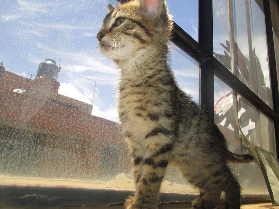 PATITASFELICES's tweet photo. 02 GATITAS EN ADOPCION, hembras de 02 MESES, ESTERILIZADAS (no tendrá celo ni cachorros) https://t.co/87XUhanvTx