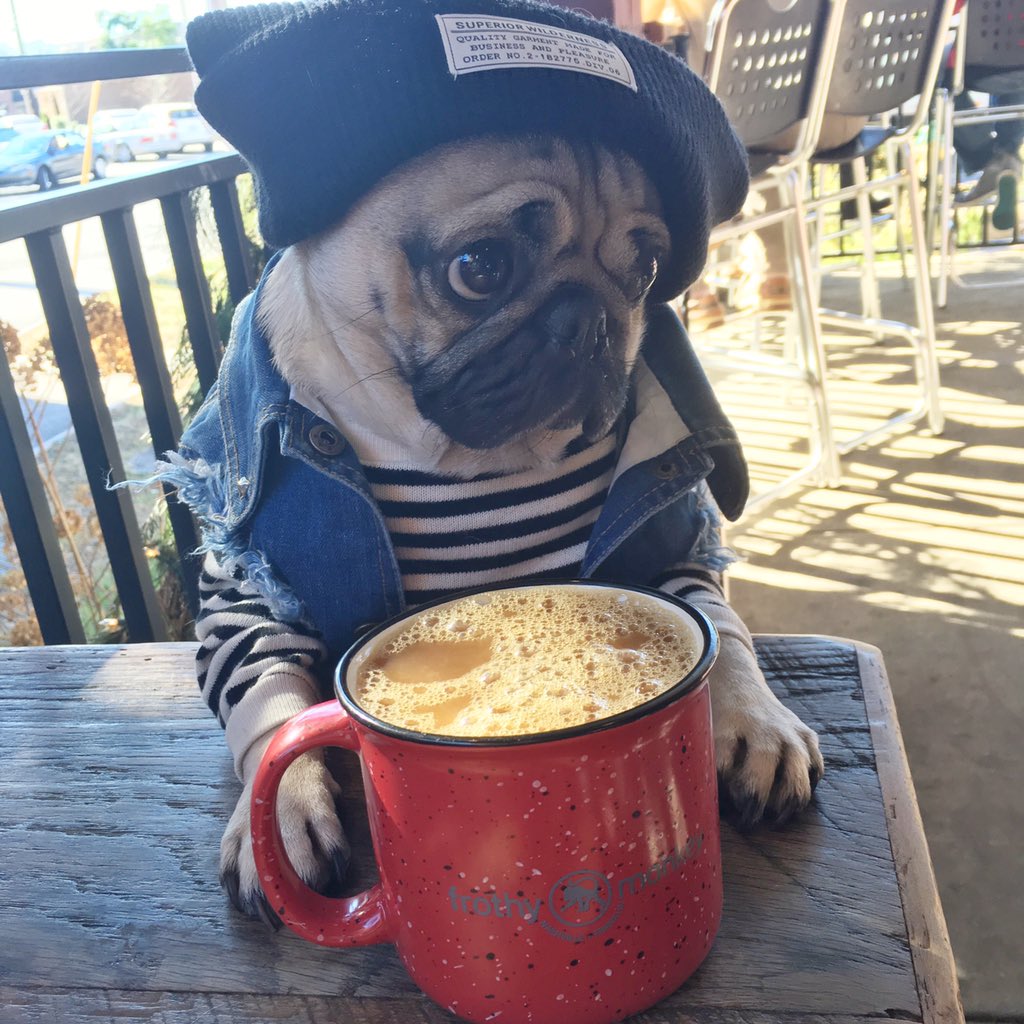 itsdougthepug's tweet photo. I may have failed my final exams but at least I'm still cute https://t.co/76HYXRves2