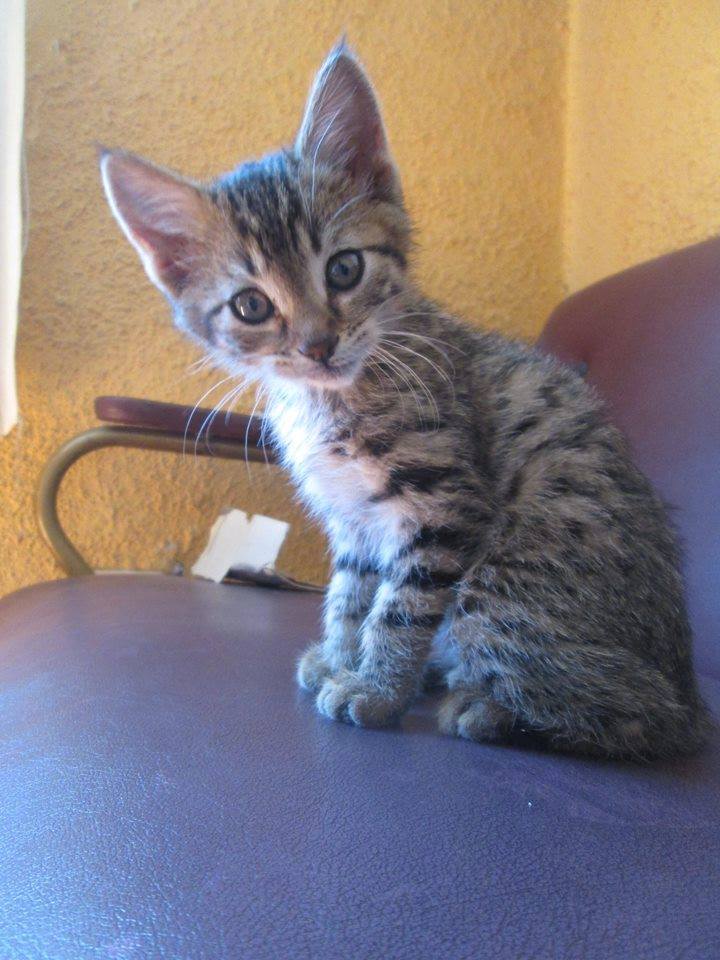 PATITASFELICES's tweet photo. 02 GATITAS EN ADOPCION, hembras de 02 MESES, ESTERILIZADAS (no tendrá celo ni cachorros) https://t.co/87XUhanvTx
