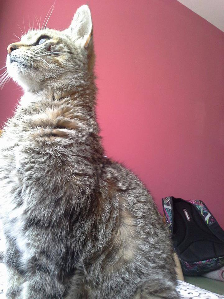 PATITASFELICES's tweet photo. ARENITA EN ADOPCION, hembra de 02 AÑOS, ESTERILIZADA (no tendrá celo ni cachorros) https://t.co/Ue7yzqiiYM