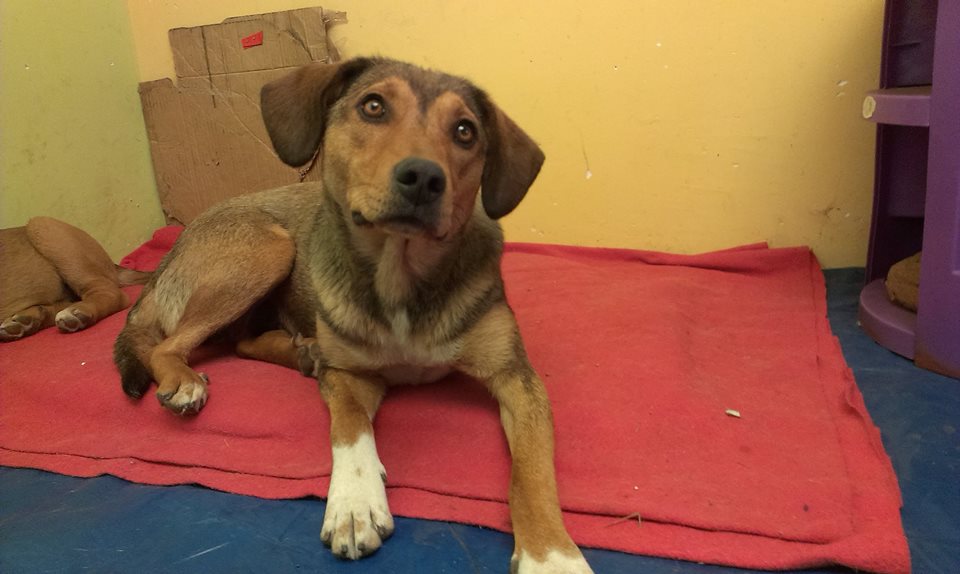 PATITASFELICES's tweet photo. PERLITA EN ADOPCION, hembra de 08 MESES, ESTERILIZADA (no tendrá celo ni cachorros) de TAMAÑO PEQUEÑO - MEDIANO https://t.co/qTczUvAcnE