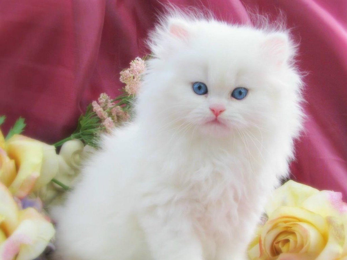 tomcatclassy's tweet photo. Classy Cat of the day!  #cats #CatsOfTwitter #kitten #classycats https://t.co/yZMMLIMtlF