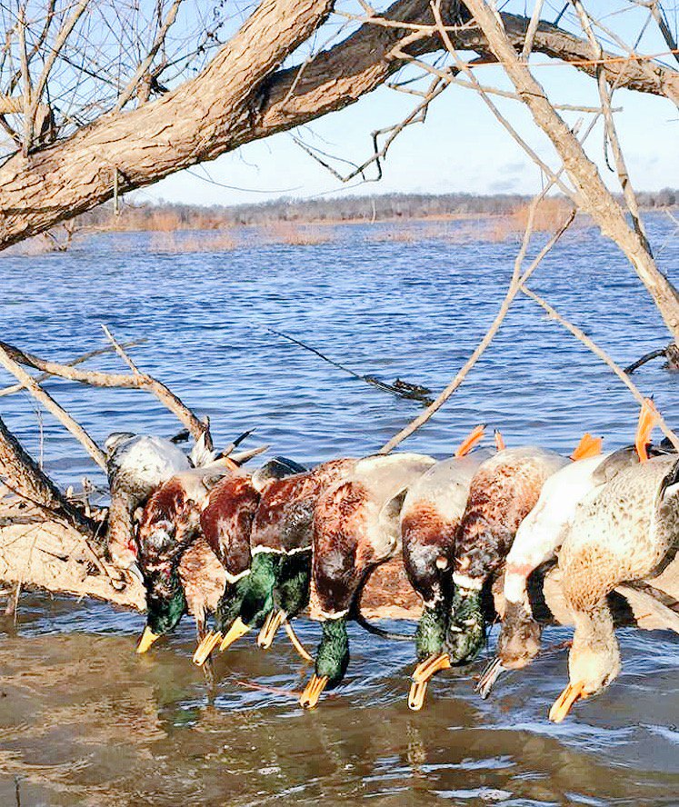 J_S_Daugherty's tweet photo. Cousin is on them again today!! @Hann_Made_Calls #moducks #pintail #mallards #duckcalls #wishididnthavetowork https://t.co/EVt8OrMMdQ