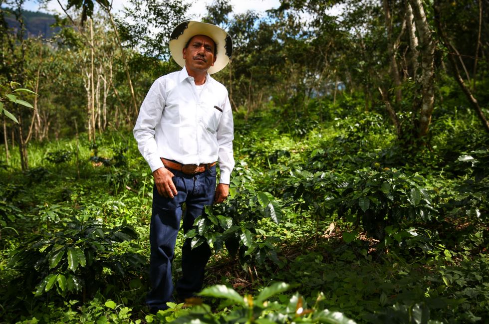 VIDEO: Starbucks donates 5 million coffee trees to farmers. See how it makes a difference sbux.co/1lMqSmC
