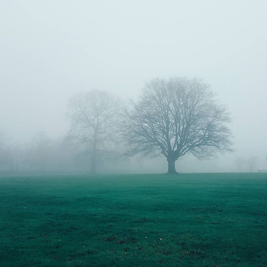 yorkshire_brew's tweet photo. And today's fog fog fog, nothing but the fog
#LeedsBeckett #Leeds #Yorkshire #win #tree_b… https://t.co/ghKyKfXXey https://t.co/NfVsYadpWo