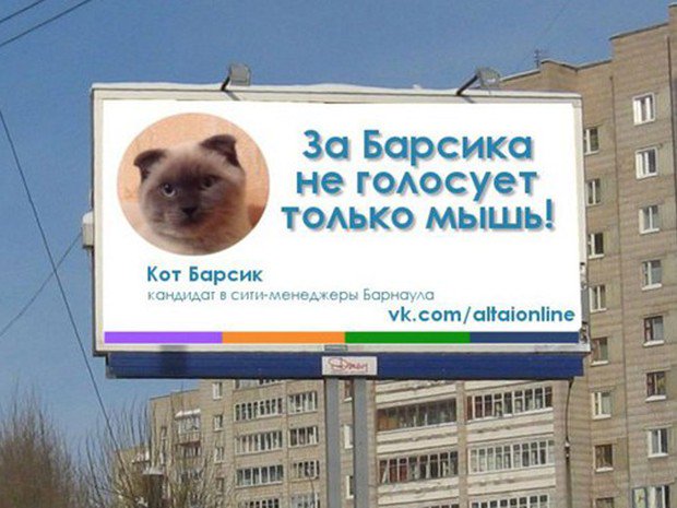 Elezioni Sindaco in Siberia, il gatto Barsik in testa ai sondaggi