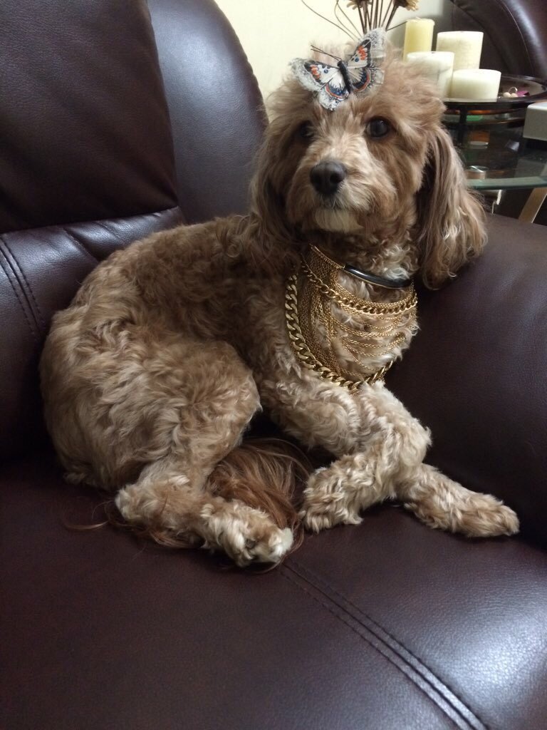 "This is Macy. She is a cavapoo. She just turned two last week and this is her birthday pose 🐾"