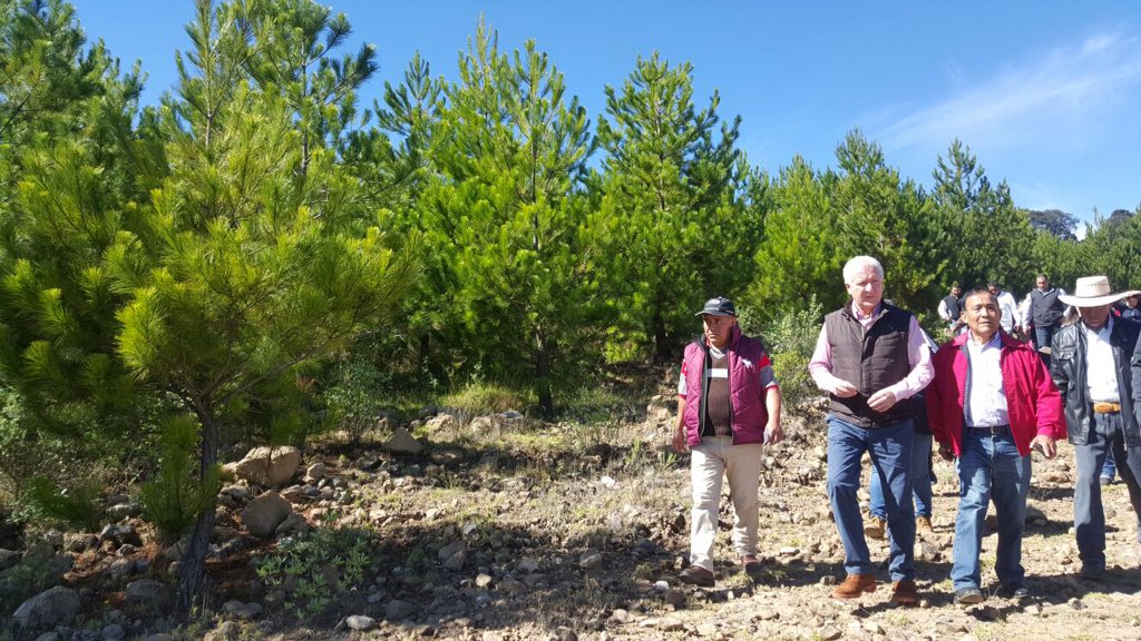 CONAFOR's tweet photo. Director @CONAFOR @JorgeRescala supervisó trabajos de manejo forestal, ejido Sn Pedro El Chico #SanFelipedelProgreso https://t.co/I4fsj0uSCh
