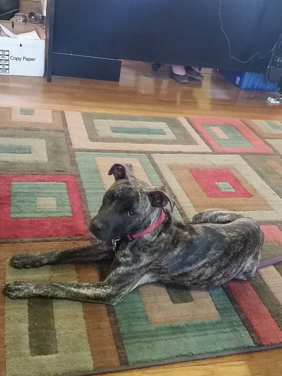 Mike_NitroKC's tweet photo. Will need a home sopn #rescua30 #troostlife #pitbulls https://t.co/HN07a8UJNx