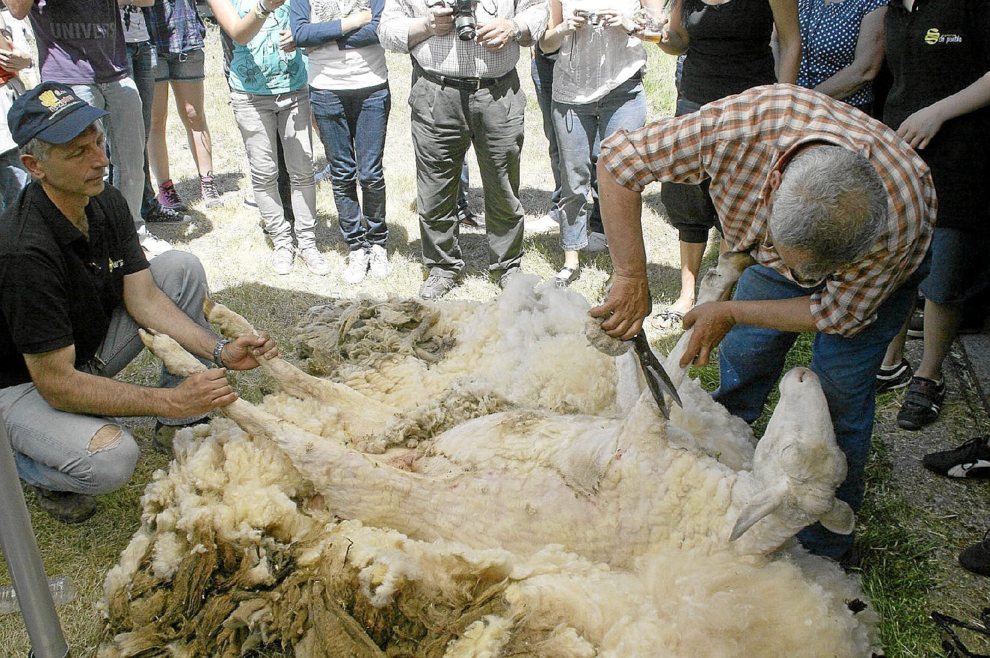 disruptoresee's tweet photo. Lana de oveja como aislante acústico https://t.co/tRjipPqixe #innovacion @UPV #WOOL4BUILD #innovacion https://t.co/uVz7qC6XBA