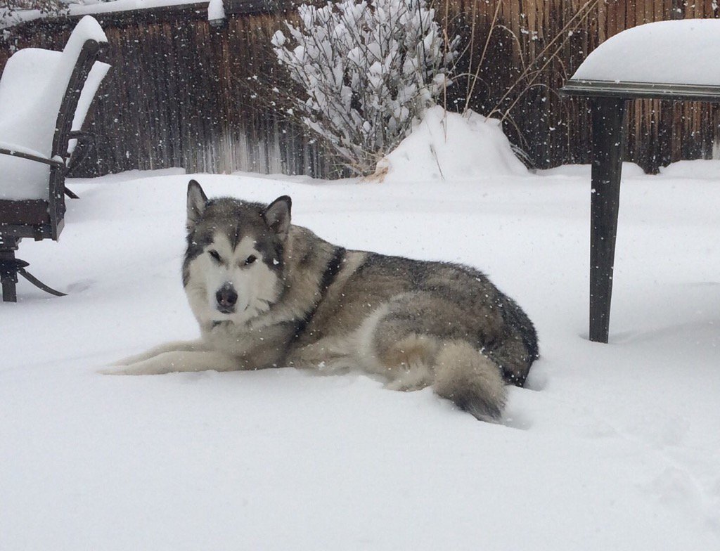 AshleyMCox_'s tweet photo. @9NEWS  Bella... In her element😊❄️ https://t.co/FX37CRafkp