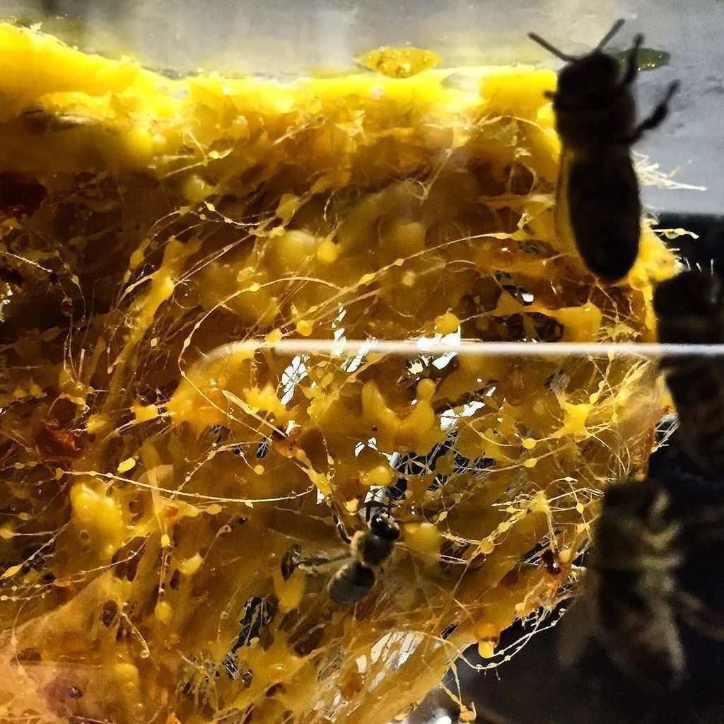 next_architects's tweet photo. #nextarch by @claudiapasquero https://t.co/pddlSYDDdE #NEXT_TOP_architects " #bees #beesbuilding @_iaac_ @iaacbcn … https://t.co/gH7LDWDORK