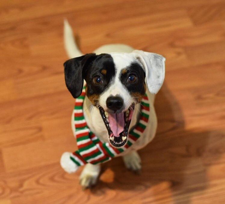 BartleysForDogs's tweet photo. The countdown is on! Today is the last day to place orders to get delivery by 12/24! 🎁 https://t.co/LXqfy5qDzR