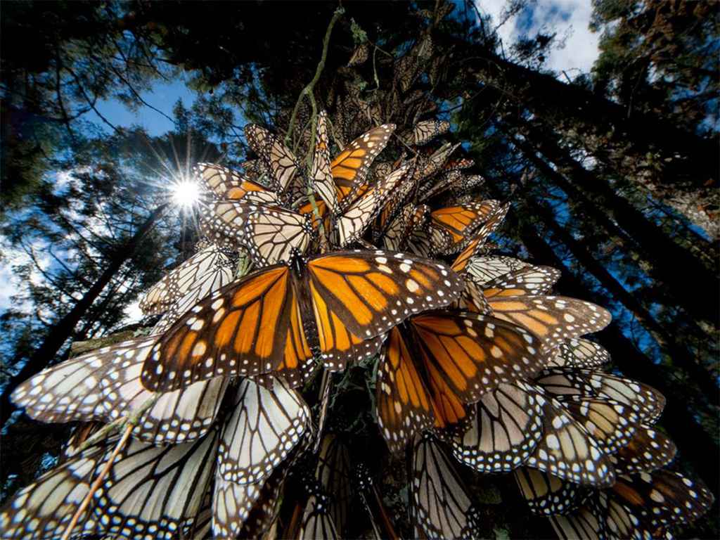 XHNews's tweet photo. Monarch #butterfly population sees 200% growth in #Mexico after mass reforestation https://t.co/ore2oPyuiv https://t.co/TmrpLTE85w