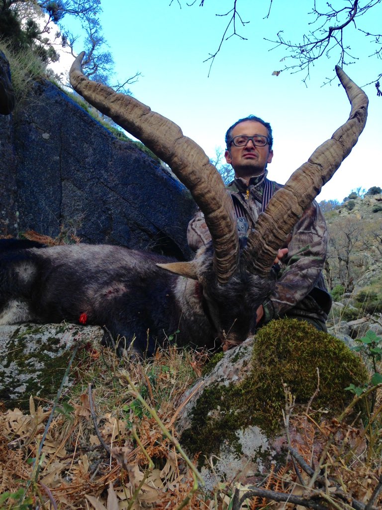 Un buen macho de Gredos. Nice Gredos ibex