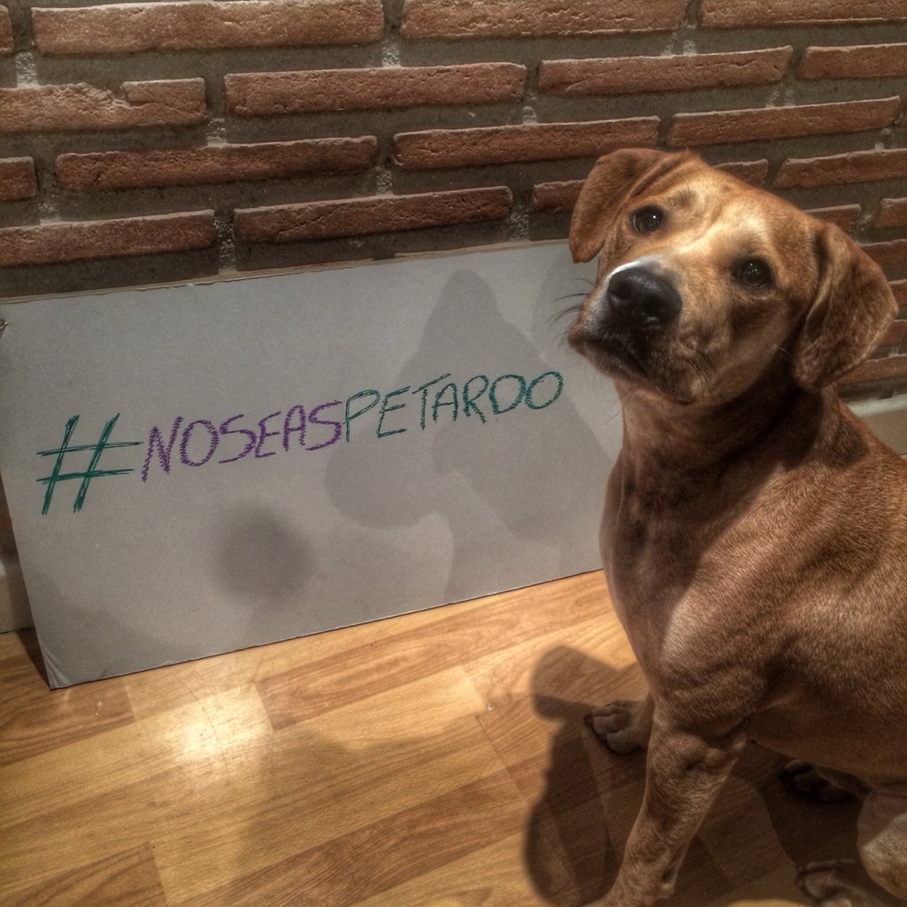 DANIROVIRA's tweet photo. En Navidades #noseaspetardo 
A #Buyo, como a casi todos los perros, le aterran.@protemalaga 
https://t.co/KgIWaxiBya https://t.co/aM5sS9xZWx