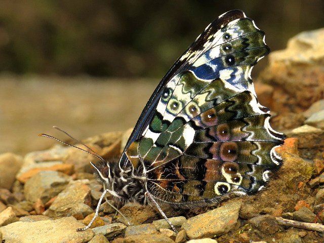 MariposaBT's tweet photo. Last #BugOfTheDay from Manu last Nov. - one of my favourite satyrs: Junea dorinda from just below the treeline! https://t.co/HyGON19BOL