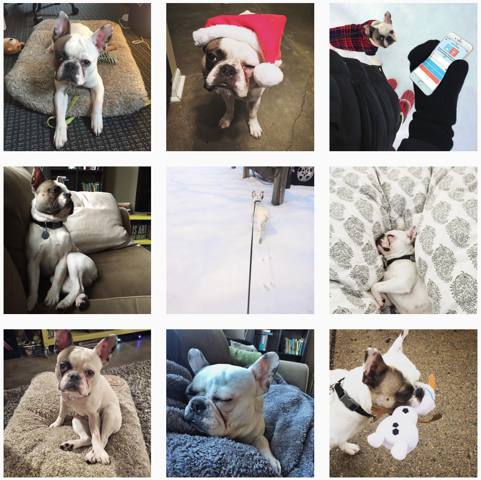 FonzyFrenchie's tweet photo. Oh, hey guys! You should check me out on @instagram! https://t.co/xNI6r5JpoH Lots of fun happening over there. https://t.co/hq70UseMSs