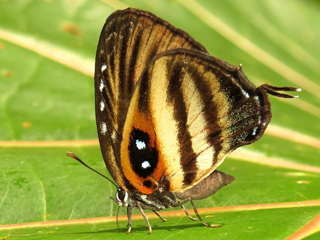 MariposaBT's tweet photo. Okay, so I cheated one day - this is my #BugOfTheTrip from Manu! The stunning Enos polka. Thanks for all the favs! https://t.co/9ZZEpk0r6V