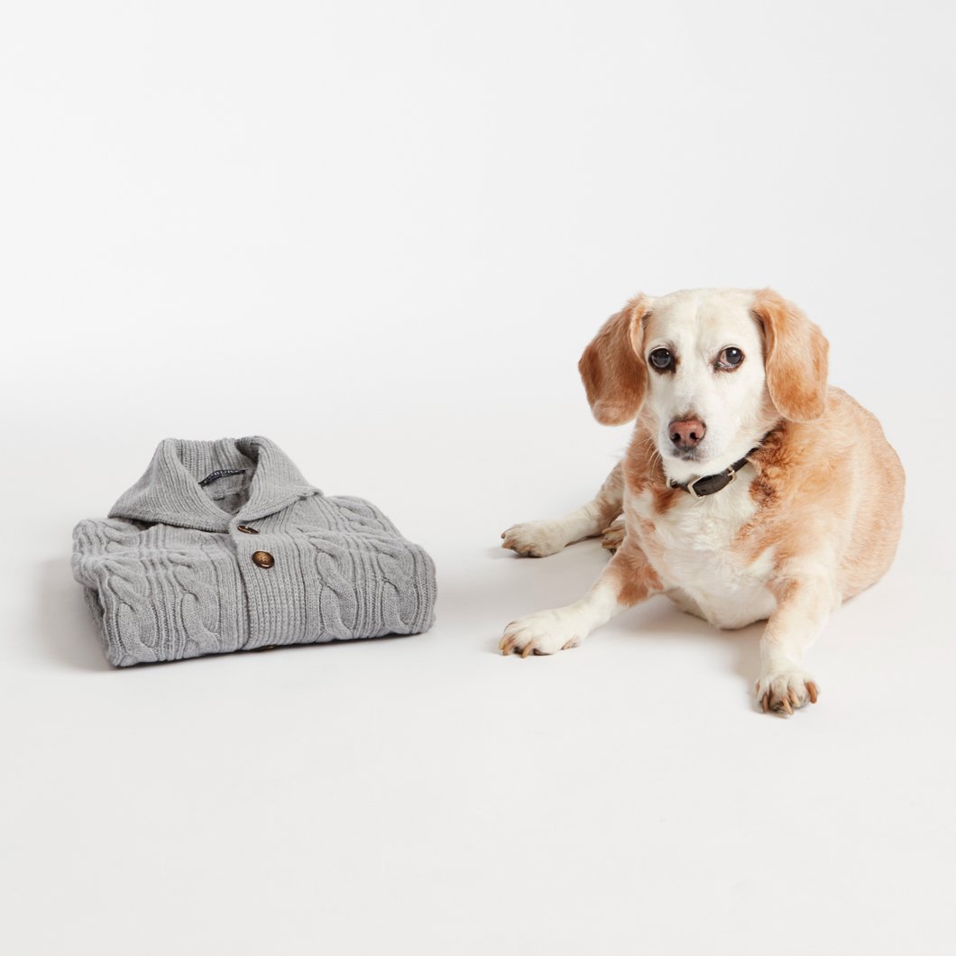 Ledbury's tweet image. #PupPicks: This year we let man's best friend choose staff favorites. Shop now: bit.ly/1k0ILMD 🐶