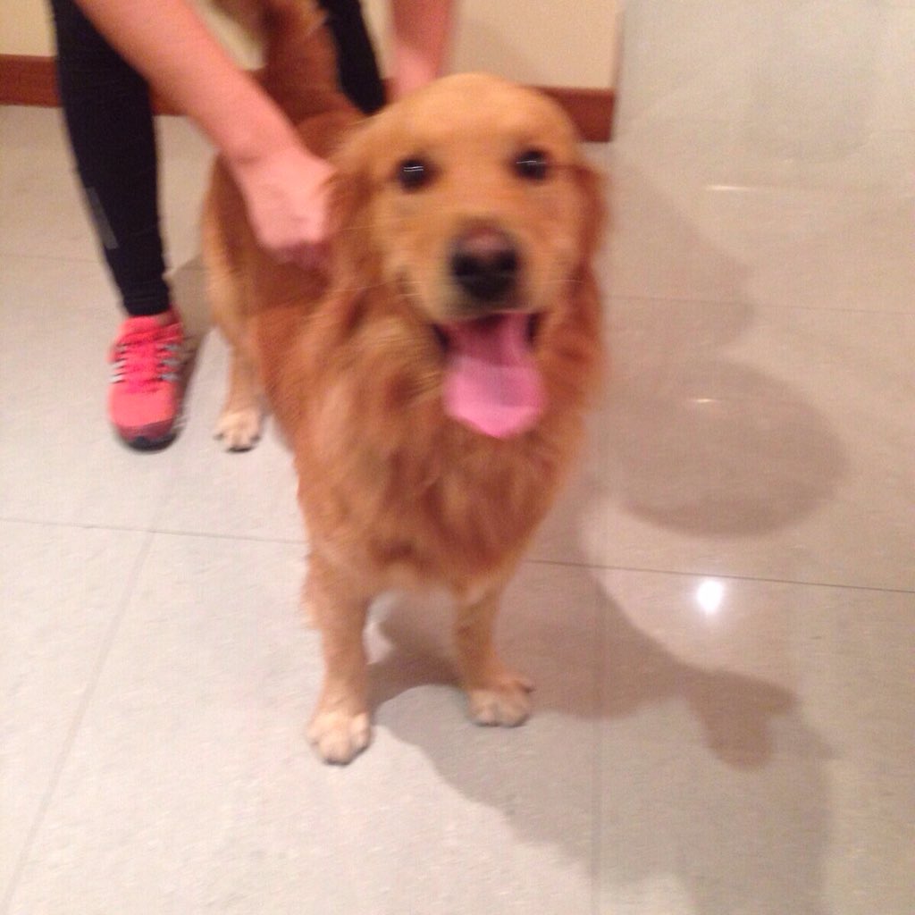 elyelyrodriguez's tweet photo. Busca a su familia #Caracas #CampoClaro ayúdalo a regresar a casa 04140173163 @Tango_BME @apoyocanino https://t.co/p9lGaALsq7