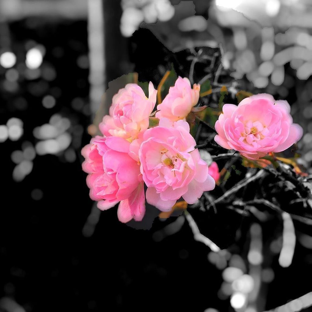 KeizerEllen's tweet photo. @bitpoem #original #bw #deepbw #vibrant #bokeh #bitpoem https://t.co/eiIrnPha46 https://t.co/RcrfyUcLDF