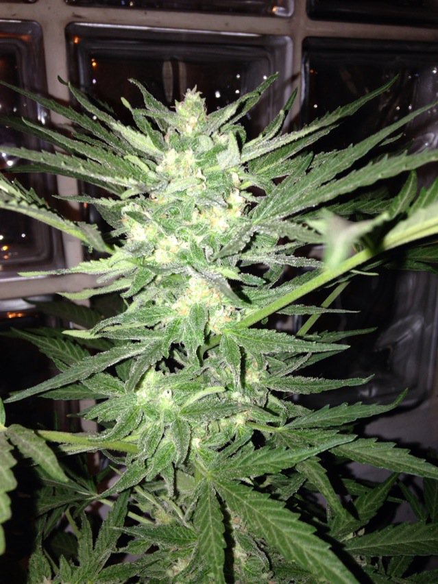 Humo_Ideas's tweet photo. Casi!//almost there!!//bijna klaar!!
Royal Jack Automatic @royalqueenseeds #royalqueenseeds #autoflowering https://t.co/QVzews2owy