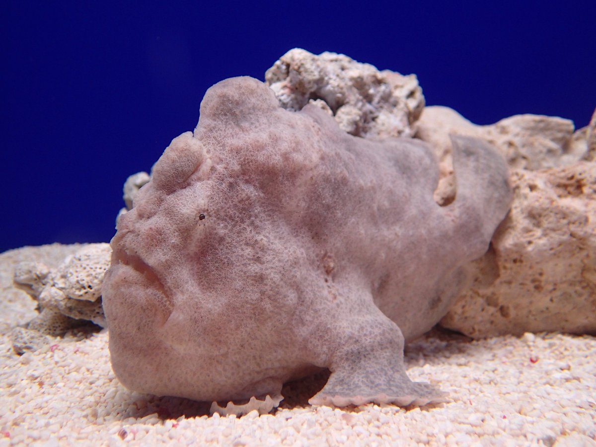 ট ইট র サンシャイン水族館 サンシャイン水族館展示情報 生き物たちの不思議水槽にてオオモンカエルアンコウの展示を開始 じっとしていると岩にそっくり 知らずに近づいてきた魚などを一口で丸呑みにします なお ワラスボの展示は中止中です ご了承