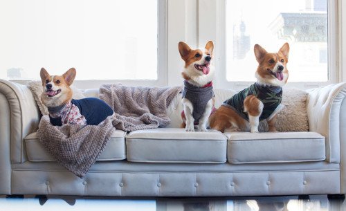 Design Milk Pets tweet media
