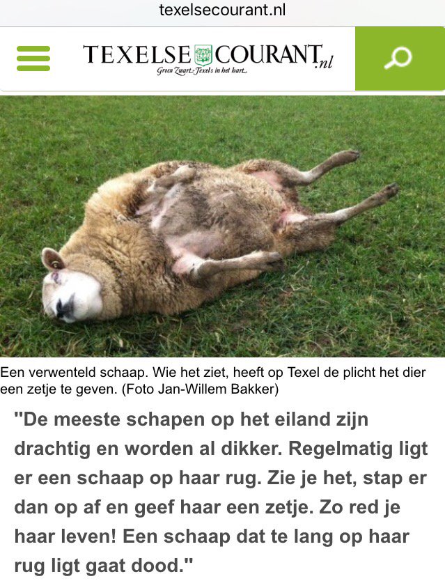 Geef verwenteld schaap een zetje! Huppakee! Daar red je levens mee! #Texel texelsecourant.nl/lees/23143/gee…