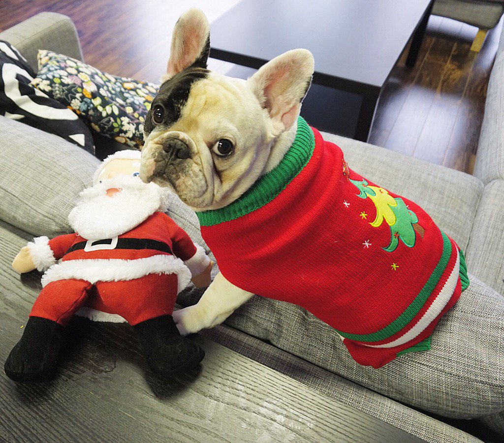 Salem PetSmart (SalemPetsmart) Twitter