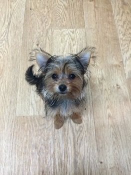 millypod1's tweet photo. #STOLEN FROM CHILD Yorkshire Terrier PUPPY Female
Outside Lidl #NewAddington #Croydon #CR0 https://t.co/YAuKvnue6y https://t.co/Tulffk8alB