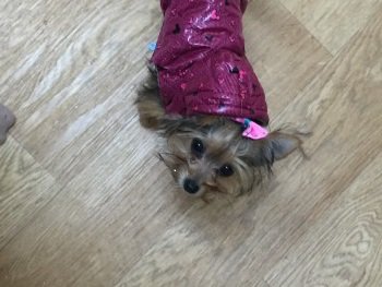 chris towers tweet media