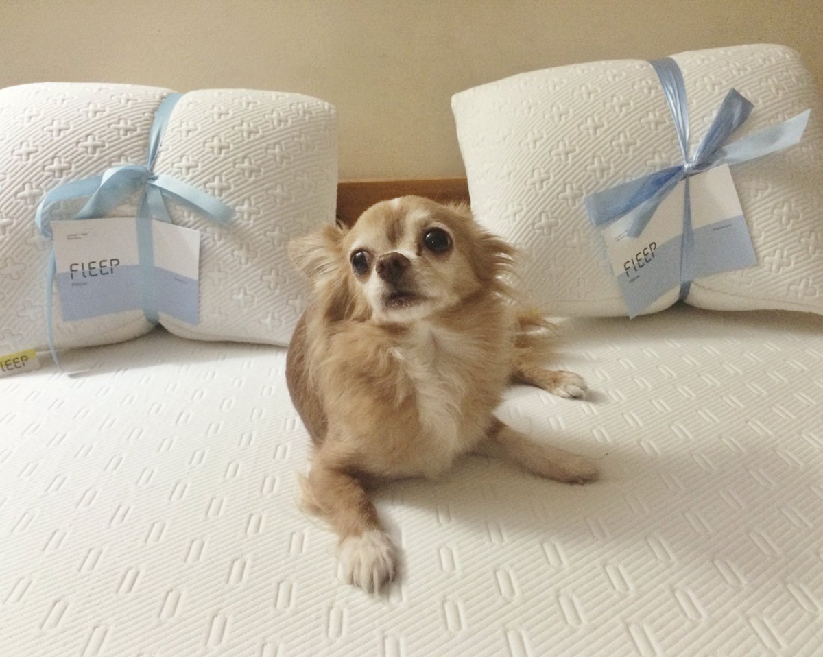 fleepbed's tweet photo. This cutie loves his #FleepBed! 💕
Discover why : https://t.co/tlPru7oLwB https://t.co/0k5UGCHmC8