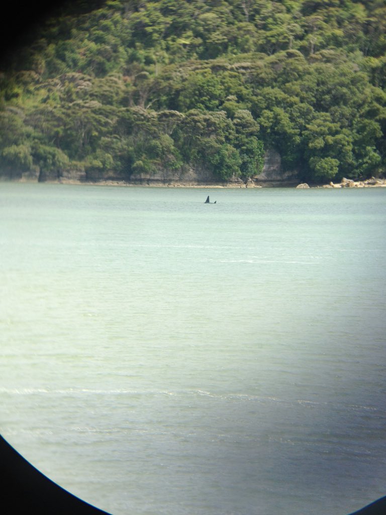 eCoast New Zealand tweet media
