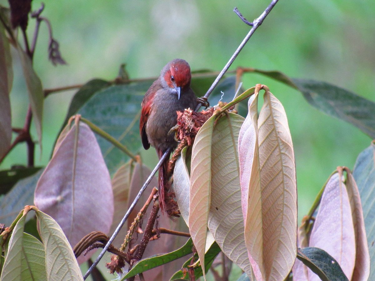 ENatureTours's tweet photo. Red-faced Spinetail. Conteo Navideño de Aves Chiles-Chical. Ruta Maldonado-Cerro Altamira #ConteoAves2015 https://t.co/pyGrOHA63W