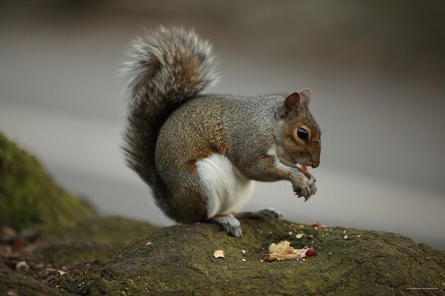 ginachron's tweet photo. S+RT x2
Stop EU #squirrel cull https://t.co/FMYSpTcdoJ
https://t.co/BLjo5sVQJl
INFO (#ICSRS) https://t.co/HSvD30Zm43 https://t.co/N95PZub9x3