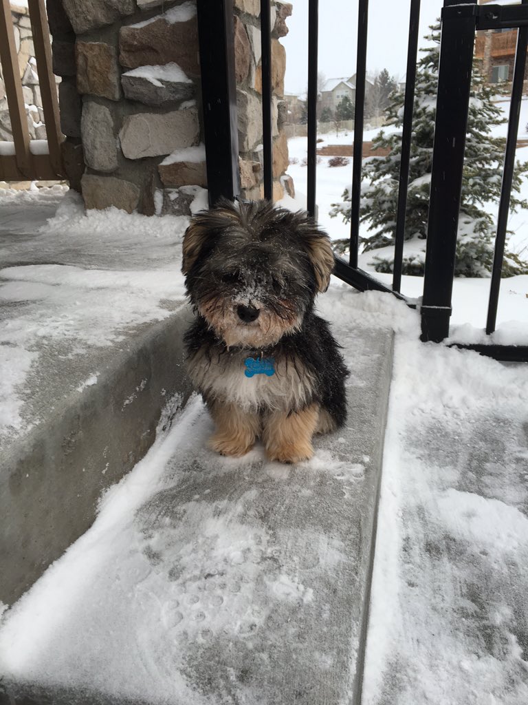 Michael_Bui's tweet photo. Doggy snow day. #Denver #9ws #9News https://t.co/NImDryJLPJ