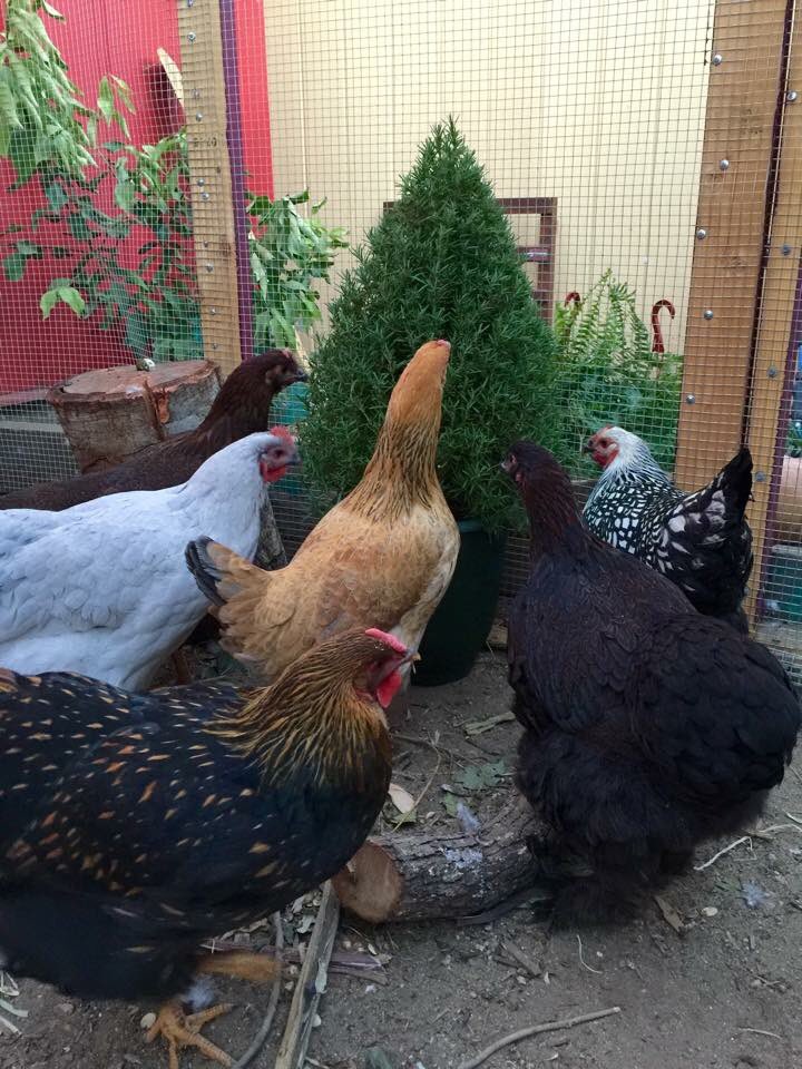 Wisconsin Chickens (WIchickens) Twitter