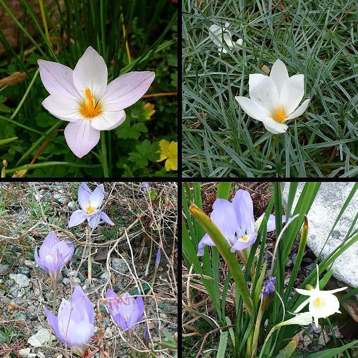 brentandbeckys's tweet photo. Spring Crocus, tiny cute Iris and Narcissus cantabricus blooming in the Rock Garden! #70de… https://t.co/nrvkGzAbVV https://t.co/5AIoBaWJaF