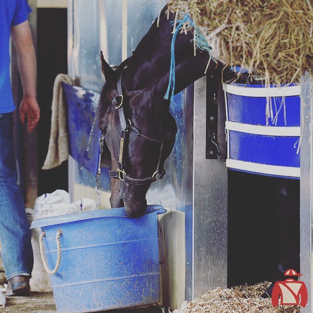 Need a hand around the barn? Unified's your guy! #TwoYearOldTuesday #horseracing #horsesof… ift.tt/1Jaty2i