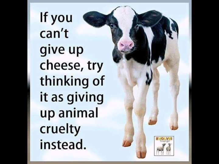 arthistorian's tweet photo. #Diarrhea #Constipating #IBSinAmerica #DairylandIsFat #NoHumaneFarming #RealHorrors #enoughwiththequotes #BanDairy https://t.co/6VQZSAlsjW