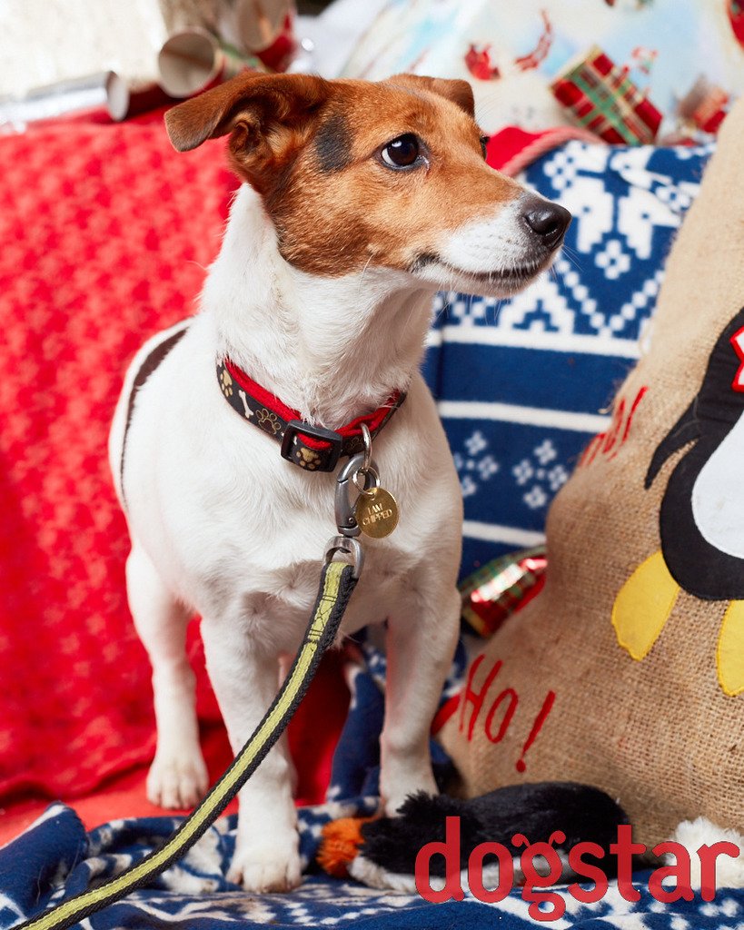 dogstarphoto tweet picture