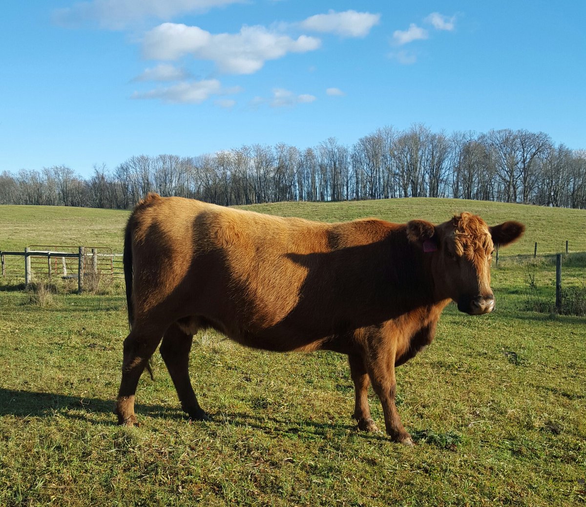 chluke323's tweet photo. Ruby may not win any beauty contests, but she sure gets it done. #redangus #teambeef #vabeef https://t.co/Dvv5LLosy0