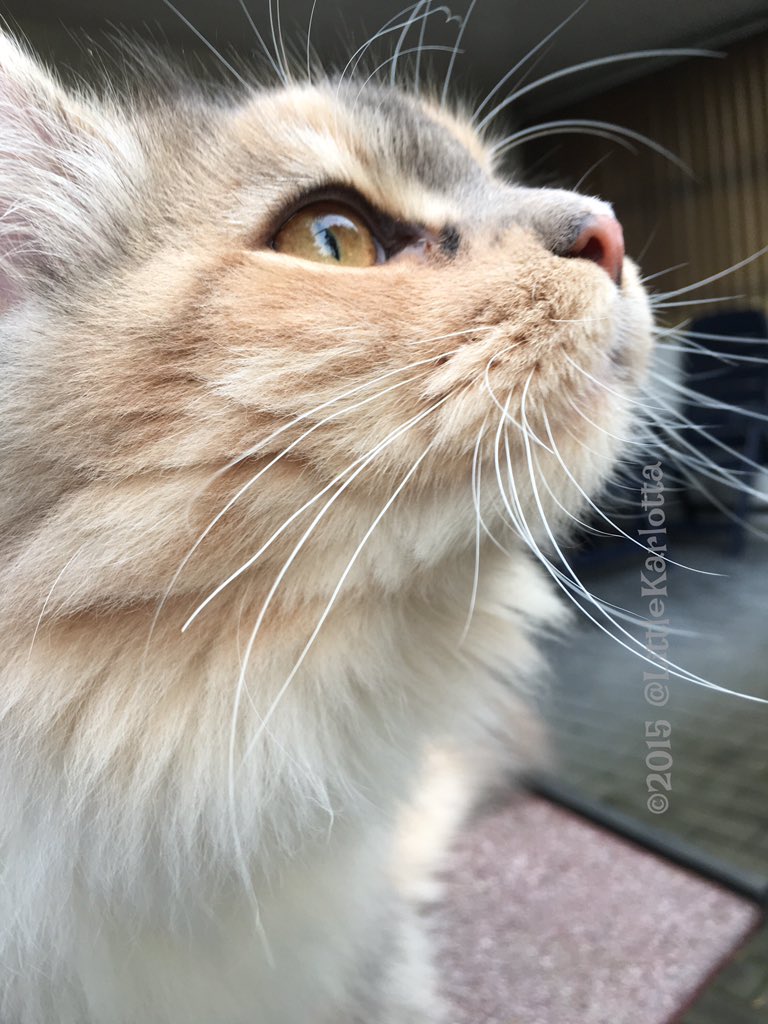 LittleKarlotta's tweet image. Good Morning! #Pawful greetings #WhiskersWednesday @hugo4de @FFlauschkatze @CatAndClaudia @Hatschebutz @redphooka