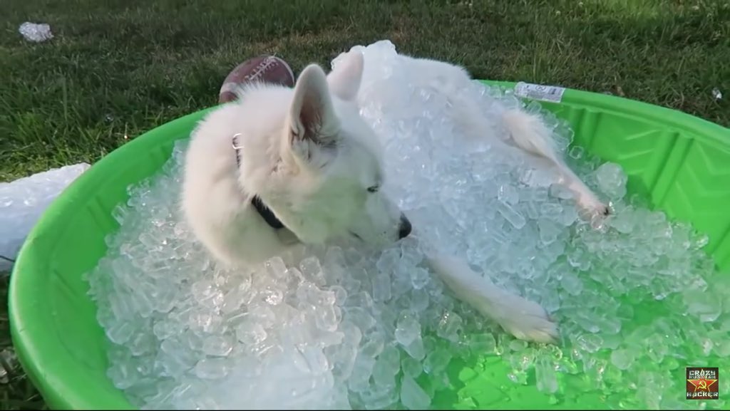 kingslayerkill's tweet image. Iced the dog